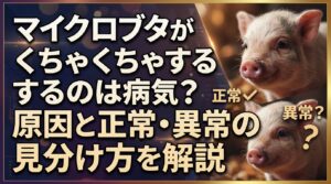 マイクロブタがくちゃくちゃするのは病気？原因と正常・異常の見分け方を解説