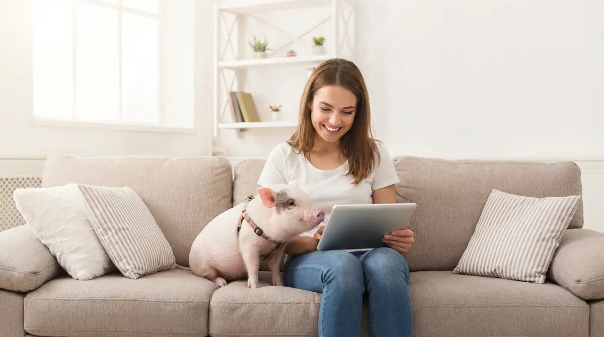 mipigでマイクロブタを迎えるメリット3選