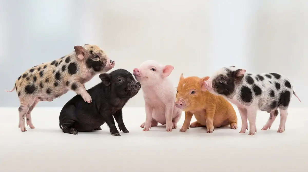 まとめ｜マイクロブタの柄選びで後悔しないために