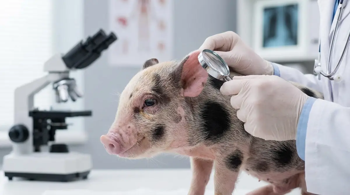 マイクロブタの耳の病気②耳ダニ（耳疥癬）