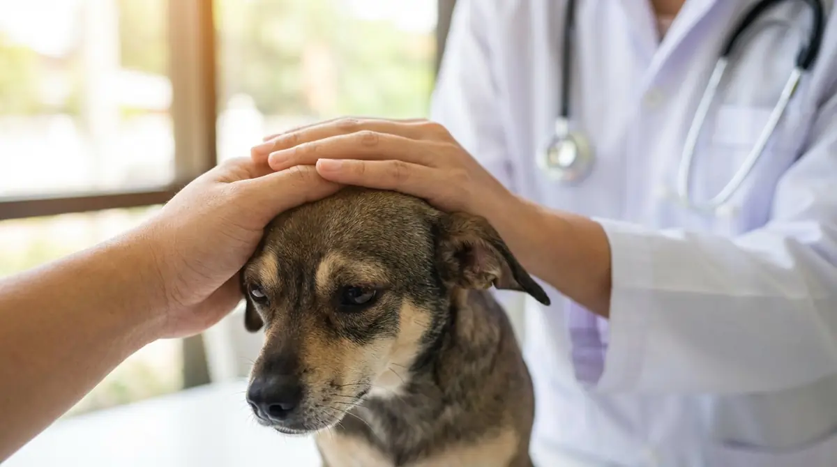 こんな症状があれば獣医に相談を